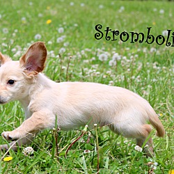 Thumbnail photo of Stromboli~adopted! #2
