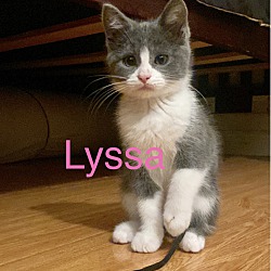 Thumbnail photo of Lyssa #1