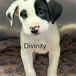 Photo of Divinity