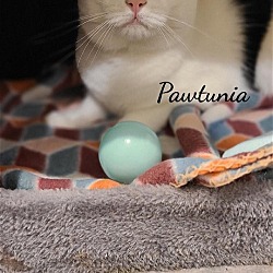 Thumbnail photo of Pawtunia #2