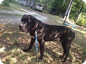 Virginia Beach Va Cane Corso Meet Mocha A Pet For Adoption