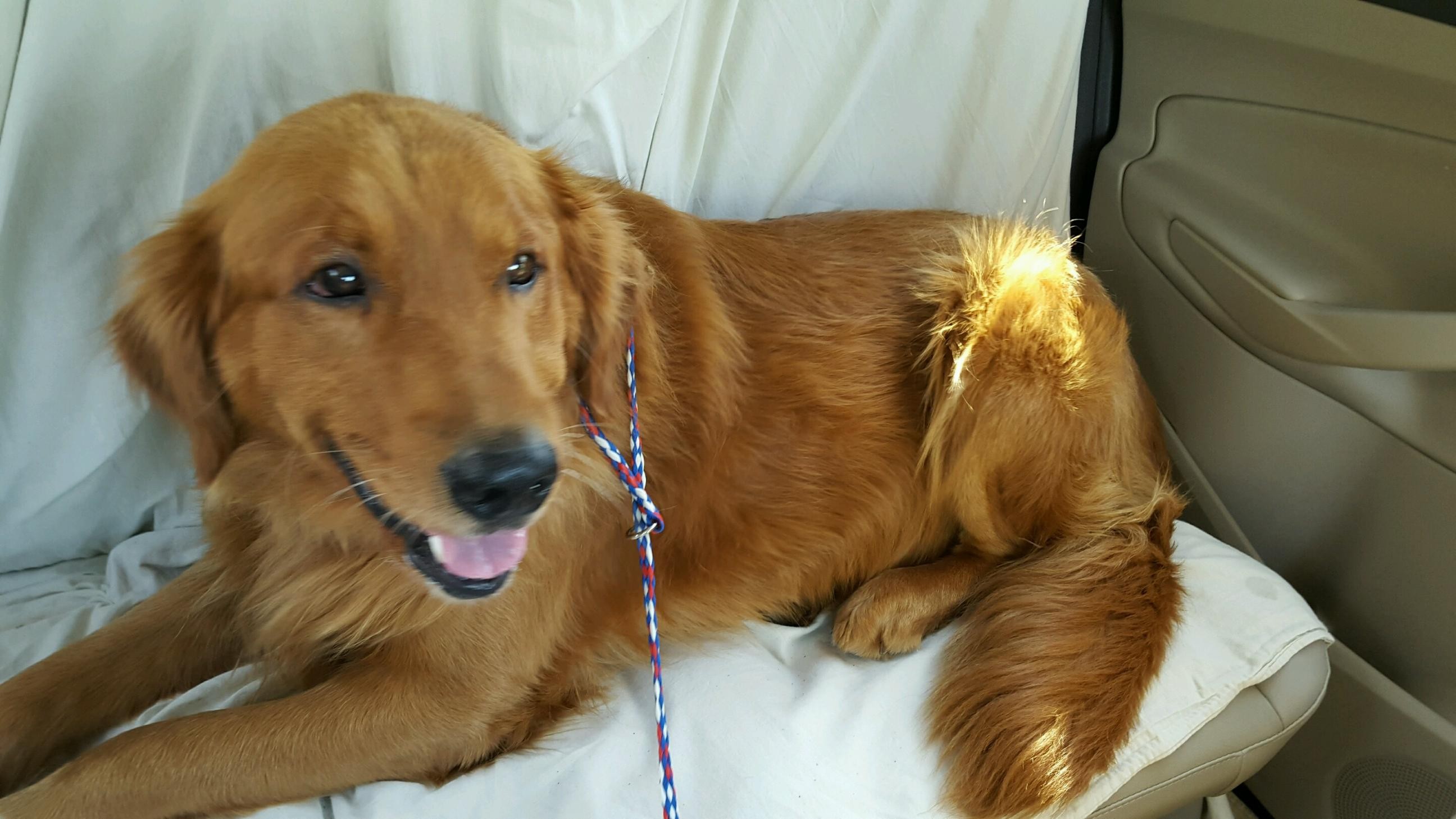 Roanoke Va Golden Retriever Meet Rusty A Pet For Adoption