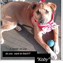 Photo of Koby - Do you want to fetch?