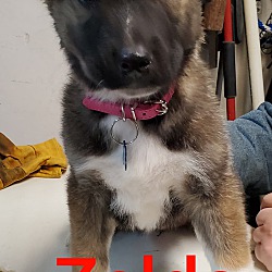 Photo of Zelda