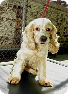 New York Ny Cocker Spaniel Meet Iris A Pet For Adoption