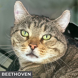 Photo of Beethoven