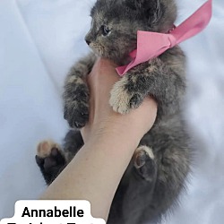 Thumbnail photo of ANNABELLE #3