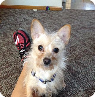 Worcester, MA - Terrier (Unknown Type, Small). Meet Penny a Pet for ...