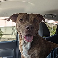 adopt a pet
