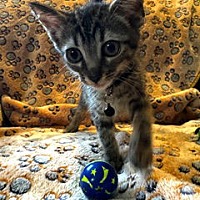 adopt a pet