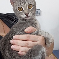 adopt a pet