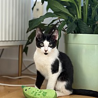adopt a pet