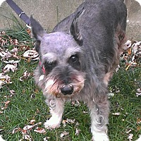 Laurel, MD - Miniature Schnauzer. Meet Nemo-News! a Pet for Adoption.