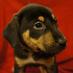 Thumbnail photo of Bronco-Adopted! #3