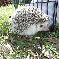Thumbnail photo of Hedgehog #4