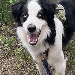 Thumbnail photo of Little Bear - purebred Aussie! #4