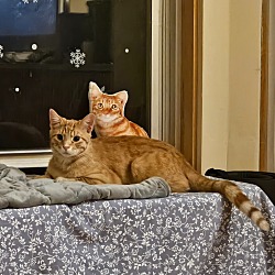 Thumbnail photo of Leelou / Theo (Bonded Pair) #2