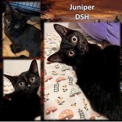 Thumbnail photo of Juniper #1