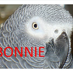 Thumbnail photo of 1 or 2 African Grey’s #3