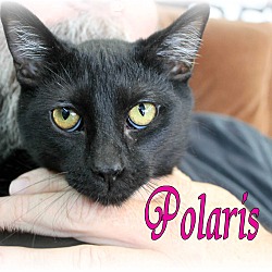 Thumbnail photo of Polaris #2