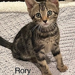 Photo of Foster Rory