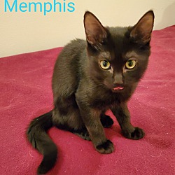 Thumbnail photo of Memphis #4