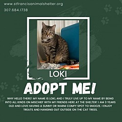 Thumbnail photo of Loki #2