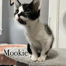 Thumbnail photo of Mookie #2