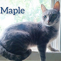 Thumbnail photo of Maple #1