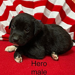 Thumbnail photo of Hero 🐾 #3