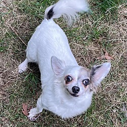 bonded pet photo