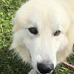 bonded pet photo