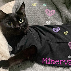 Thumbnail photo of Minerva #1