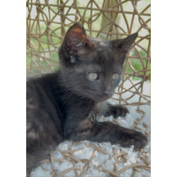 Thumbnail photo of Bonded Pair - Melanistic Bengal Kittens #1