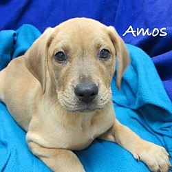 Thumbnail photo of Amos #1