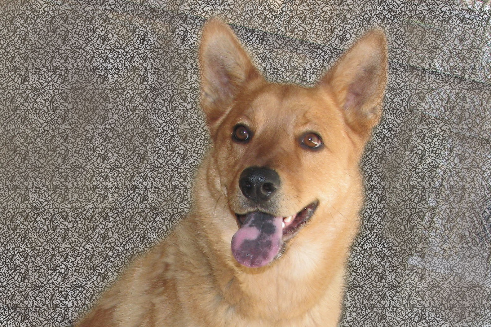 blue heeler and chow mix