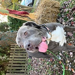 Cane Corso Puppies For Sale In Baltimore Maryland