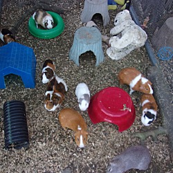 Thumbnail photo of Guinea Pigs-9M &10F) #2