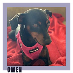 Thumbnail photo of Gwen #1