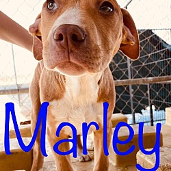 Thumbnail photo of Marley #2