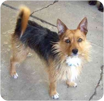 chihuahua silky terrier mix