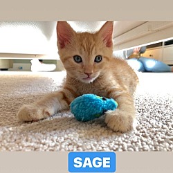 Thumbnail photo of SAGE #3