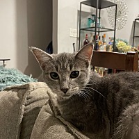 adopt a pet