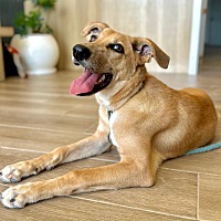 adopt a pet