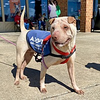 adopt a pet
