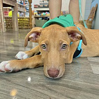 adopt a pet