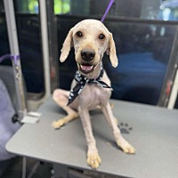 adopt a pet