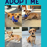 adopt a pet