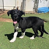 adopt a pet