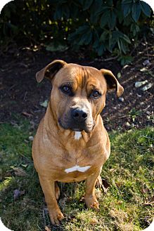 bull terrier chow mix